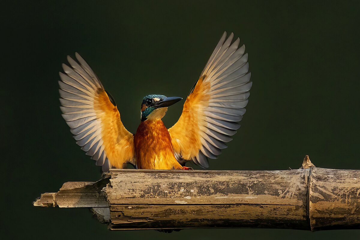 Ijsvogel Common_Kingfisher_Wings Lerna -Argolida