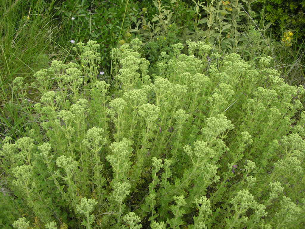 Oregano Epidavros Oregano Epidavros