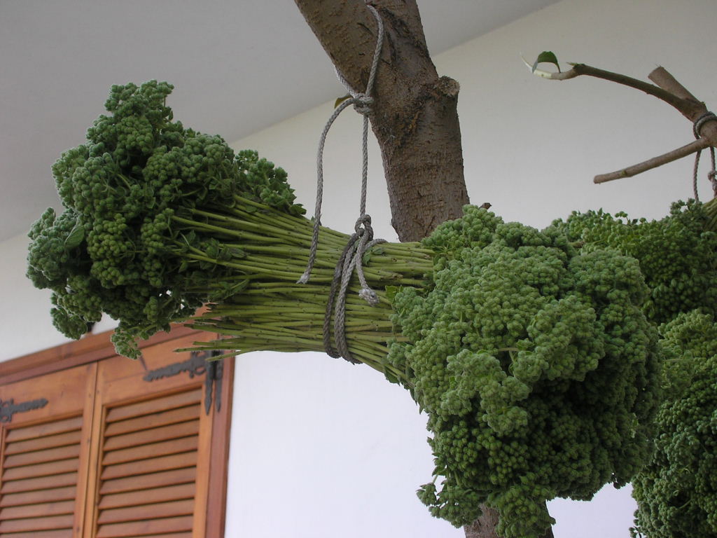 Oregano Oregano hangt te drogen