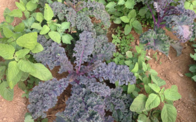 Boerenkool met olijfolie