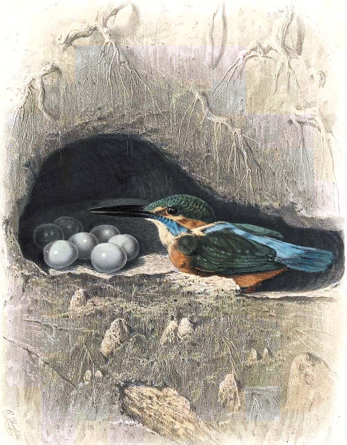 ijsvogel met eieren Lerna -Argolida