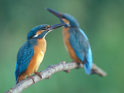ijsvogels Lerna -Argolida